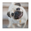 Suche nach mops fliesen Haustier