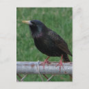 Suche nach starling postkarten Tiere