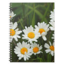 Suche nach leucanthemum Leucanthemum vulgare