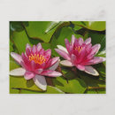 Suche nach rosa lilie postkarten Blumenreich