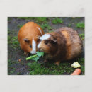 Suche nach niedliches schwein postkarten Haustiere
