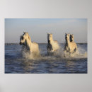 Suche nach herde poster Wild