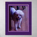 Suche nach cockapoo poster Pudel