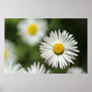 Suche nach margeriten kunst Blume