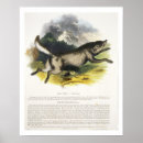 Suche nach canis lupus poster Wild
