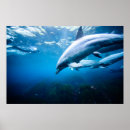 Suche nach delphin poster Meer