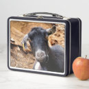 Suche nach lustige tiere brotdosen Fotografie