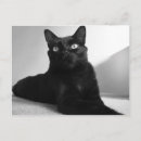 Suche nach schwarzes haar postkarten Katze