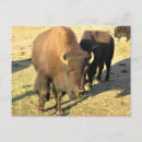 Suche nach bison postkarten Herde