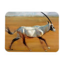 Suche nach oryx magnete Gehörnt