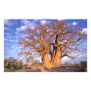 Suche nach baobab poster Safari