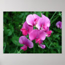 Suche nach orchidee phalaenopsis poster Blumen