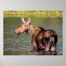 Suche nach die elche poster Kuh