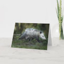 Suche nach opossum karten Tier
