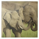 Suche nach indischer elefant fliesen Elephas maximus