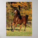 Suche nach araber poster Rasse