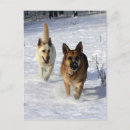 Suche nach deutscher schaferhund postkarten Bob und pam langrish