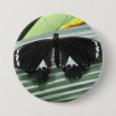 Suche nach tropischer schmetterling buttons Orange