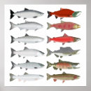 Suche nach coho poster Chinook