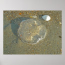 Suche nach jellyfish poster Ozean