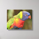 Suche nach papageien leinwandbilder Vogel