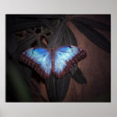 Suche nach blauer morpho schmetterling poster Flügel