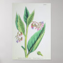 Suche nach patern poster Blume