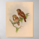 Suche nach uhu poster Vogel