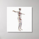 Suche nach arterien leinwandbilder Popliteal arterie