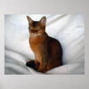 Suche nach katzenplakate Niedlich