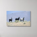 Suche nach mustang leinwandbilder Gruppe