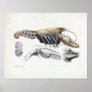Suche nach crayfish poster Crawfish