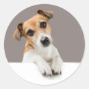 Suche nach jack russells aufkleber Jack russell hund
