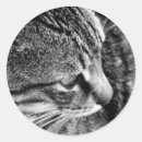 Suche nach weiße katze aufkleber Schwarz weiß