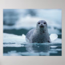 Suche nach meeressäugetiere poster Alaska