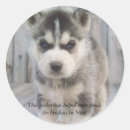 Suche nach zäh aufkleber Huskies