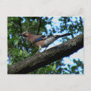 Suche nach singvögel postkarten Vogel