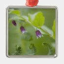 Suche nach farns ornamente Grün