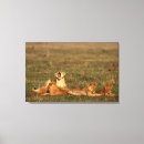 Suche nach tierfamilie leinwandbilder Wild lebende tiere