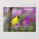 Suche nach goldfinch poster postkarten Vogelvogel