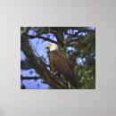 Suche nach adler leinwandbilder Majestätisch