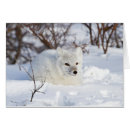 Suche nach buschig postkarten Tier