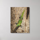Suche nach gecko leinwandbilder Eidechse