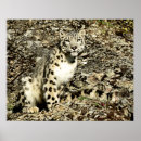Suche nach schnee leopard poster Katze