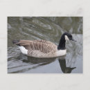 Suche nach reflexion im wasser postkarten Vogelvogel