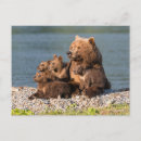 Suche nach tierfamilie postkarten Braunbär
