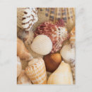 Suche nach seashells postkarten Wellen