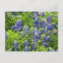 Suche nach texas bluebonnet postkarten Natur