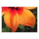 Suche nach tautropfen poster Blume