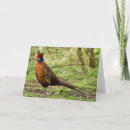 Suche nach fasan karten Wild